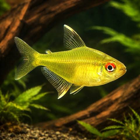 Lemon Tetra
