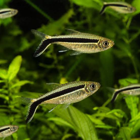 Penguin Tetra (Thayeria boehlkei)