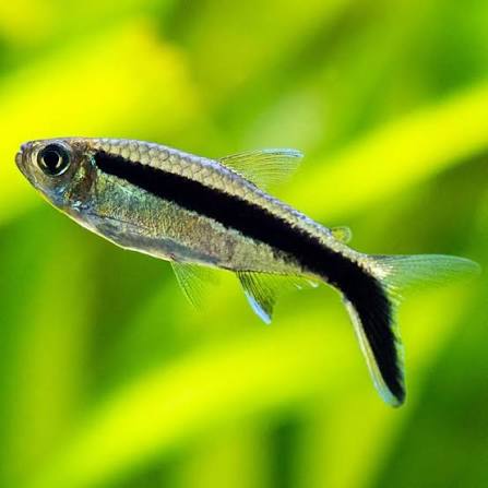 Penguin Tetra (Thayeria boehlkei)
