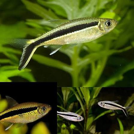 Penguin Tetra (Thayeria boehlkei)