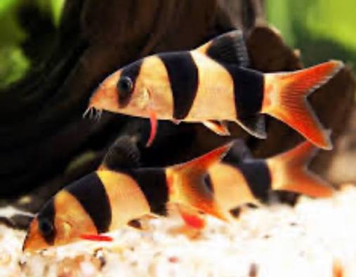 Clown Loach