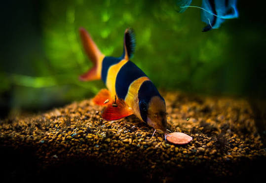 Clown Loach