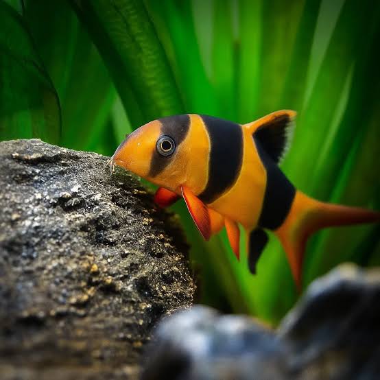 Clown Loach