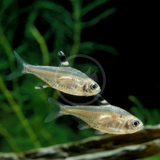 Pristella Tetra