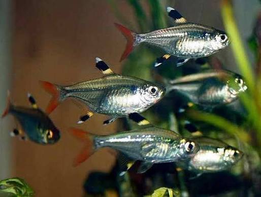 Pristella Tetra