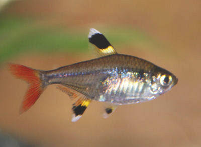 Pristella Tetra