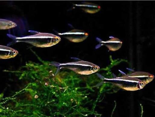 Black Neon Tetra