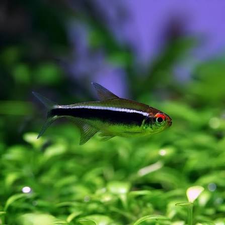 Black Neon Tetra
