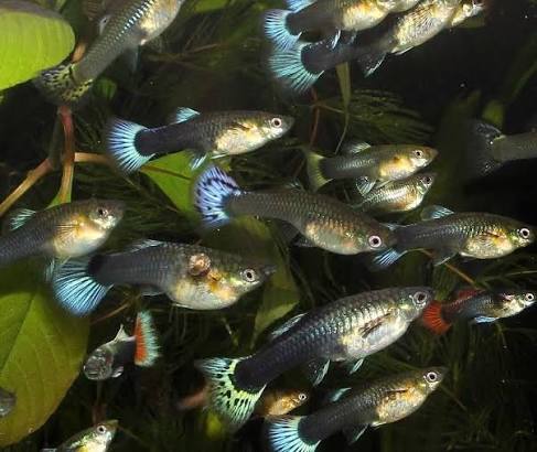 Assorted Female Guppy