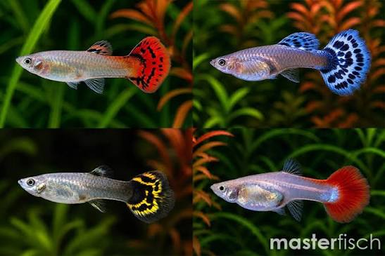 Assorted Female Guppy