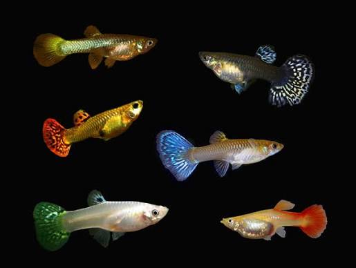Assorted Female Guppy