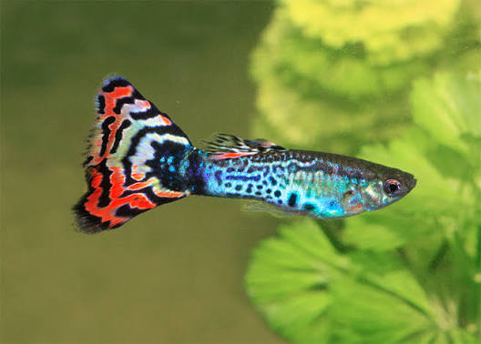 Assorted Male Guppy