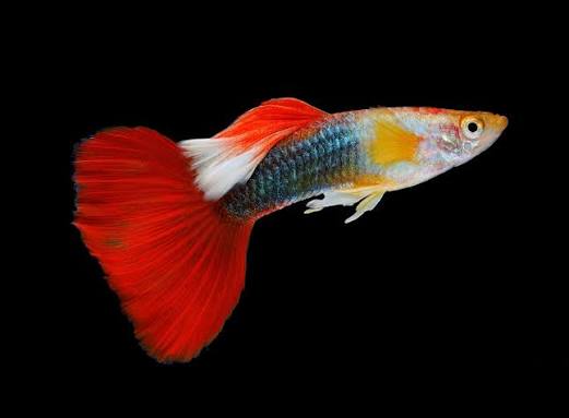 Assorted Male Guppy