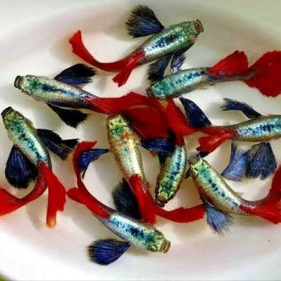 Assorted Male Guppy