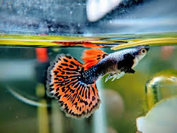 Assorted Male Guppy