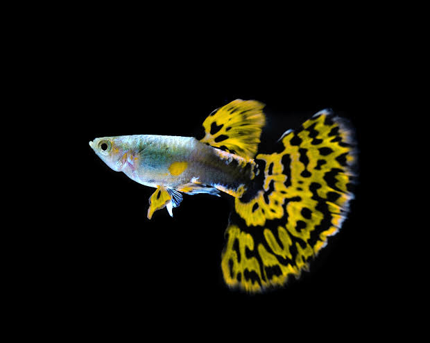 Assorted Male Guppy