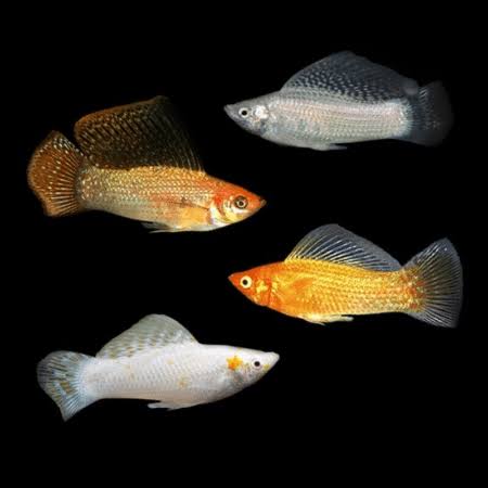 Assorted Molly (Poecilia, Latipinna)