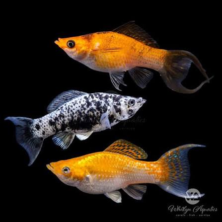 Assorted Molly (Poecilia, Latipinna)