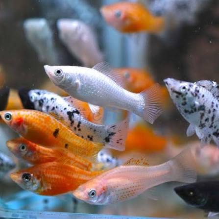Assorted Molly (Poecilia, Latipinna)