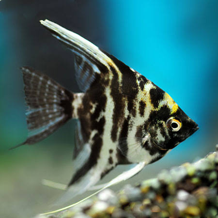 Assorted Angelfish (Pterophyllum scalare)