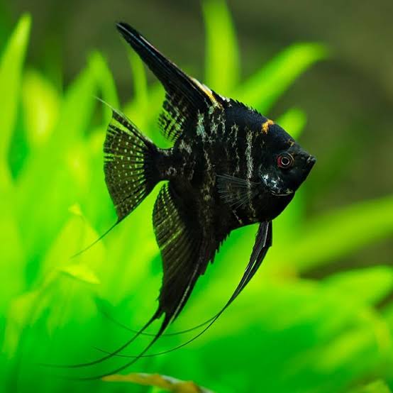 Assorted Angelfish (Pterophyllum scalare)