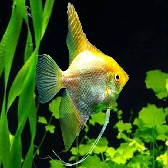Assorted Angelfish (Pterophyllum scalare)