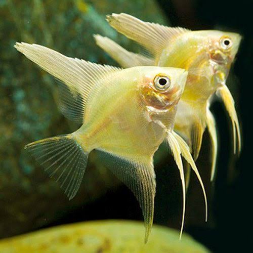 Assorted Angelfish (Pterophyllum scalare)