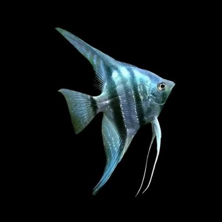 Assorted Angelfish (Pterophyllum scalare)