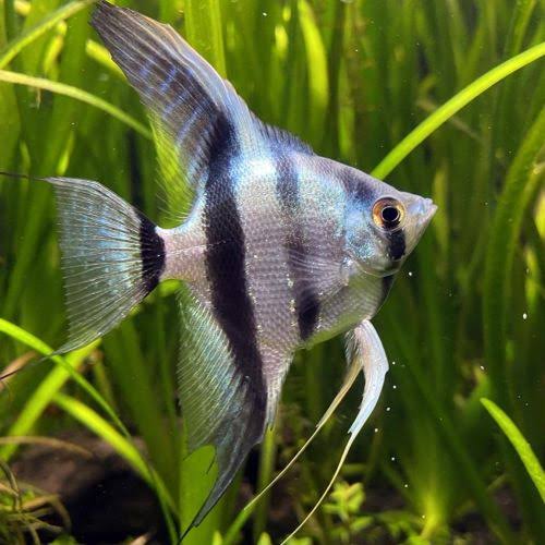 Assorted Angelfish (Pterophyllum scalare)