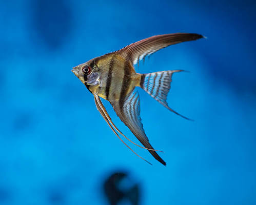 Assorted Angelfish (Pterophyllum scalare)