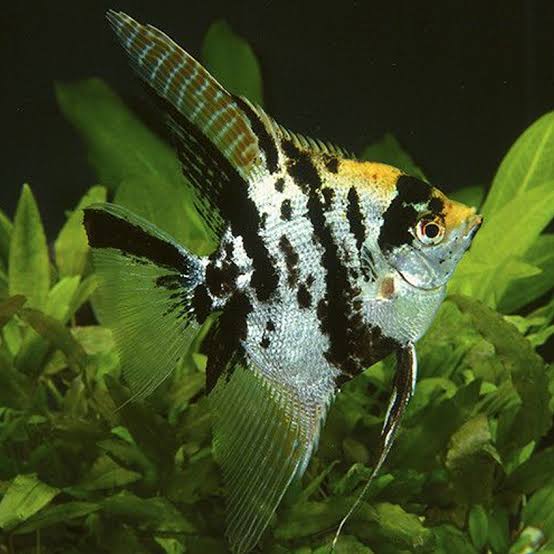 Assorted Angelfish (Pterophyllum scalare)