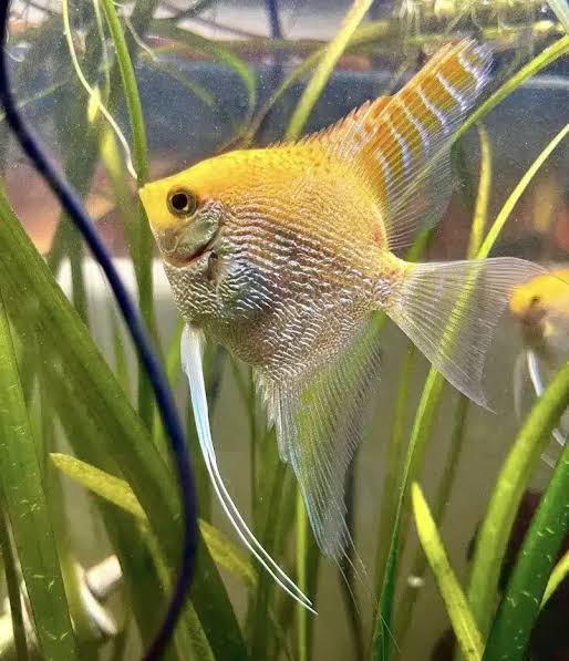 Assorted Angelfish (Pterophyllum scalare)