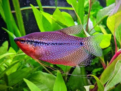 Pearl Gourami