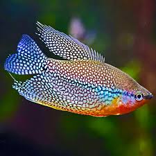 Pearl Gourami