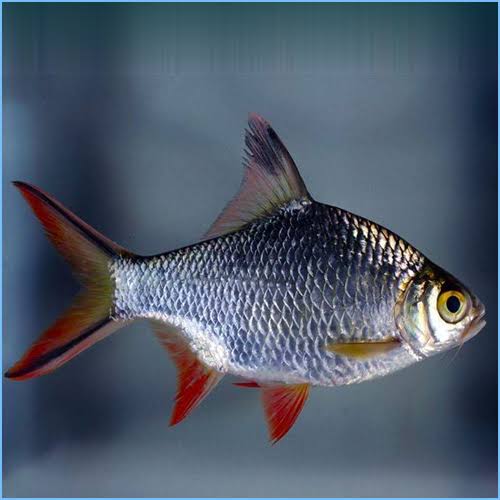 silver barb
