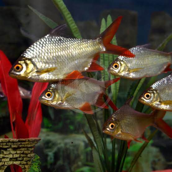 silver barb