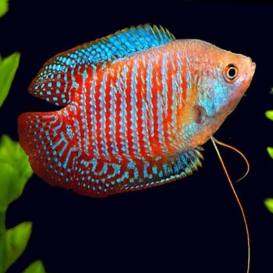 Dwarf gourami