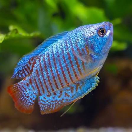 Dwarf gourami