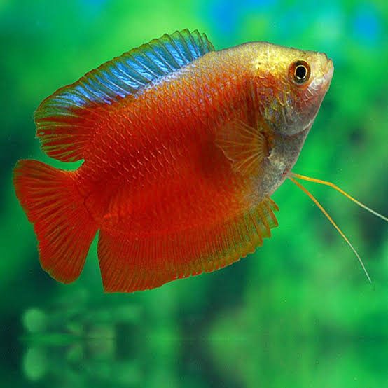 Dwarf gourami