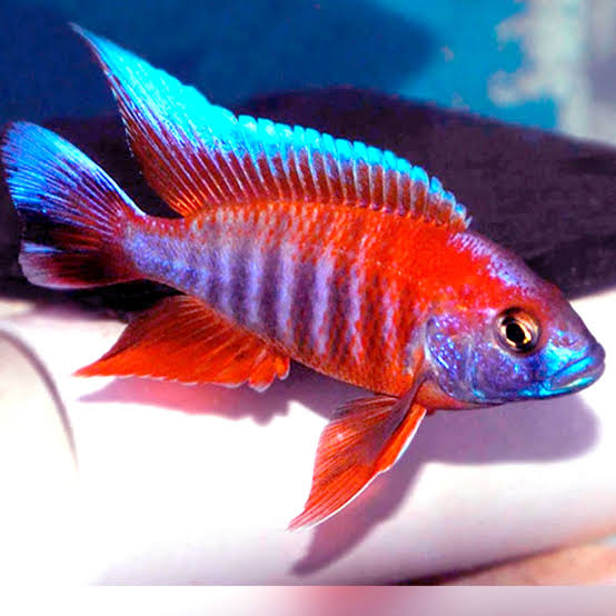 Red Jacob Cichlid,