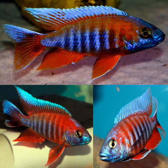 Red Jacob Cichlid,