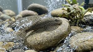 hillstream loach