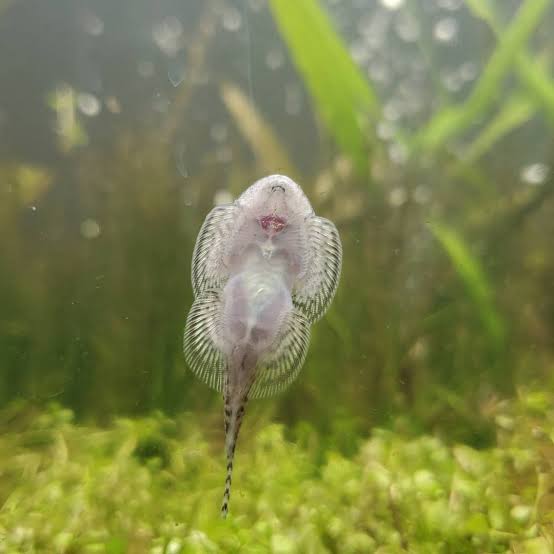 hillstream loach