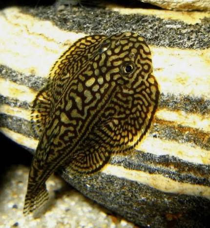 hillstream loach