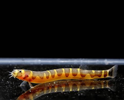 Kuhli loach