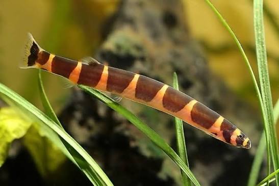 Kuhli loach