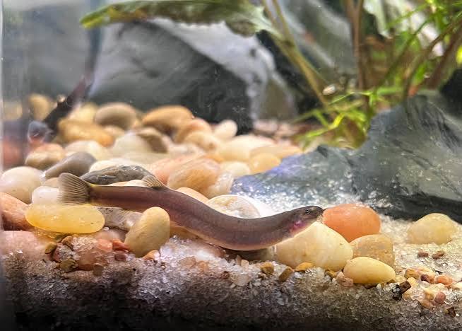 Kuhli loach