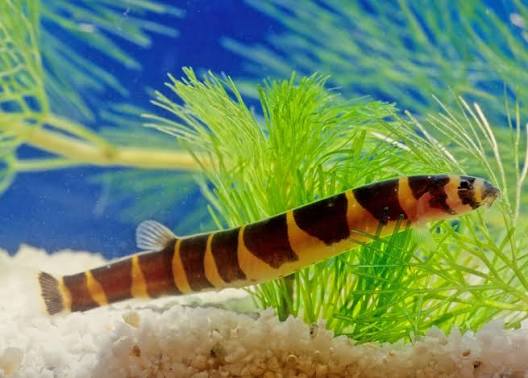 Kuhli loach