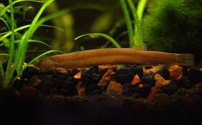 Kuhli loach