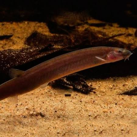 Kuhli loach